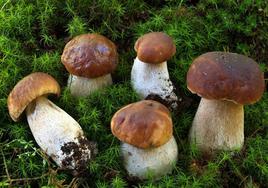 Boletus edulis, una de las especies más valoradas.