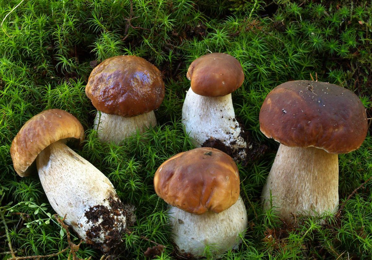 Boletus edulis, una de las especies más valoradas.