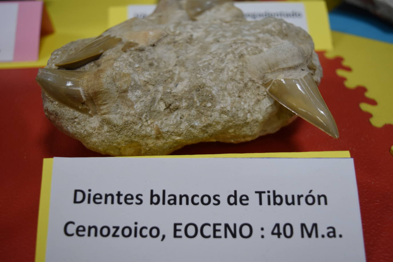 Exposición de fósiles en Aguilar de Campoo