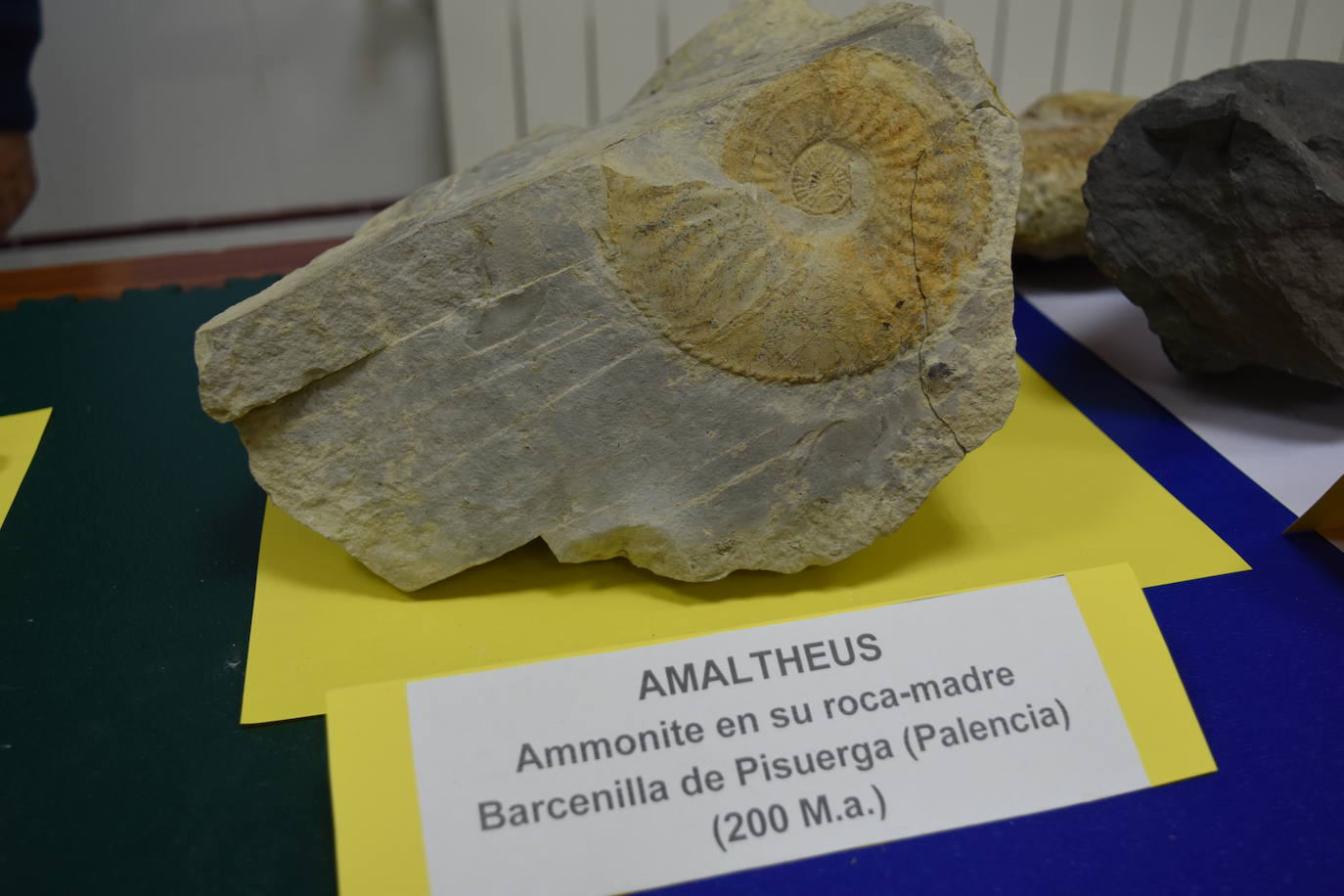 Exposición de fósiles en Aguilar de Campoo