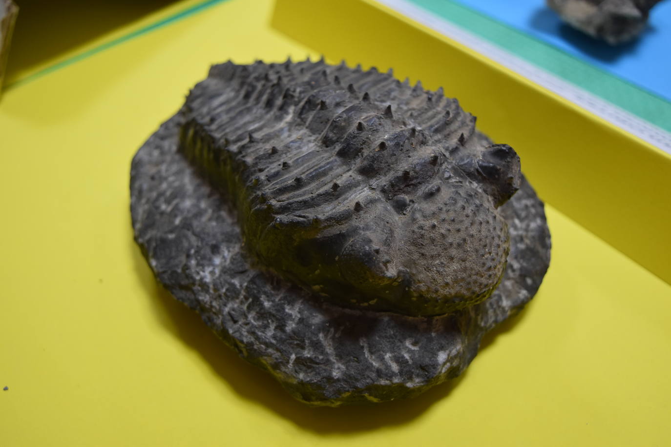 Exposición de fósiles en Aguilar de Campoo