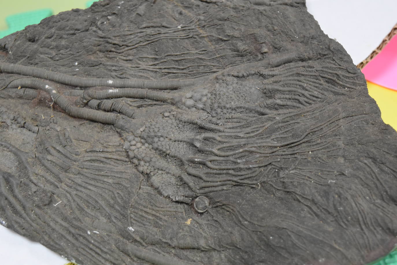 Exposición de fósiles en Aguilar de Campoo