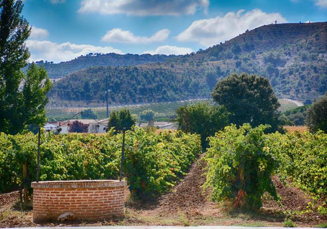 Viñedos de Bodegas Lleiroso.