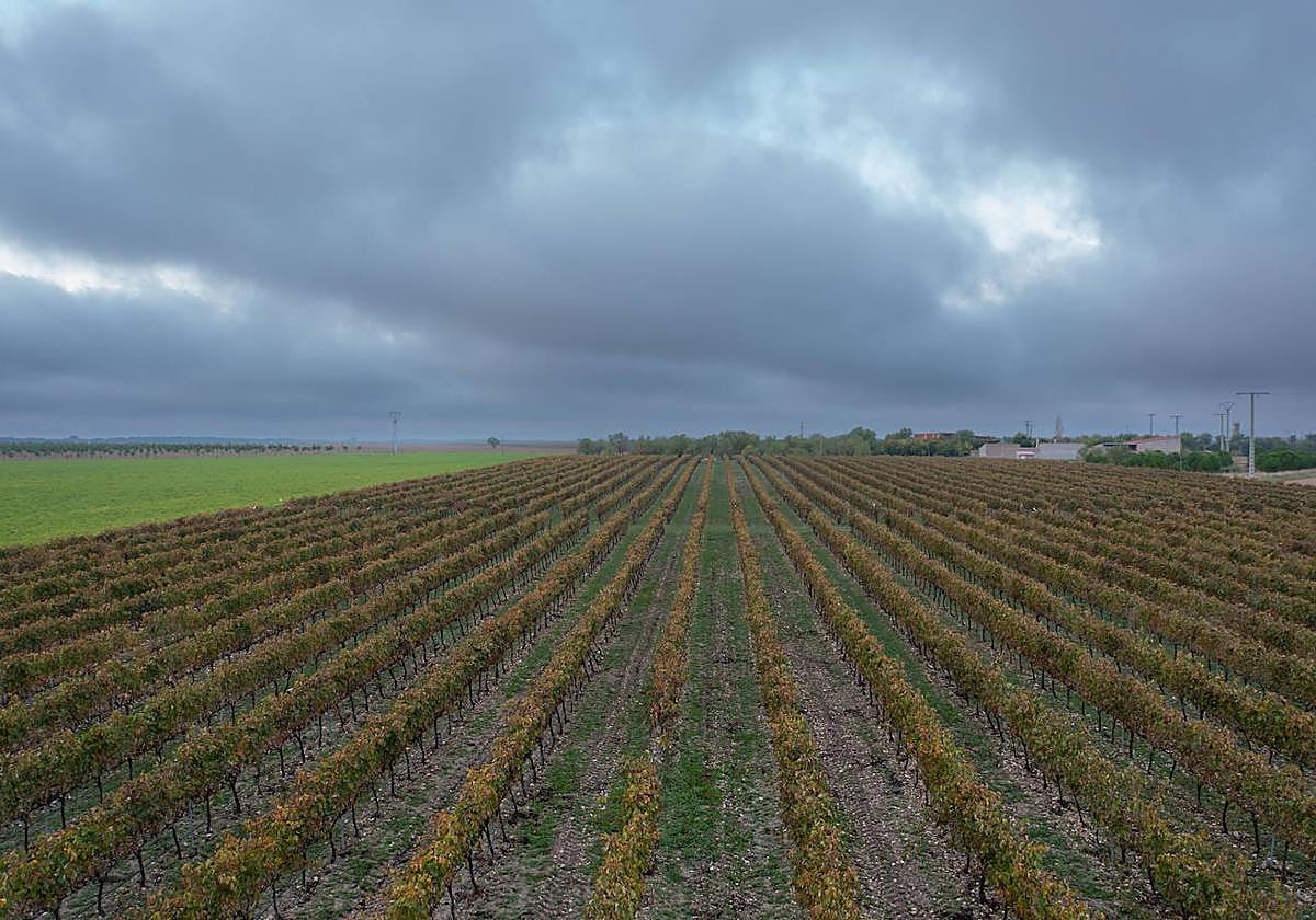 Viñedos de la Denominación de Origen Ribera del Duero.
