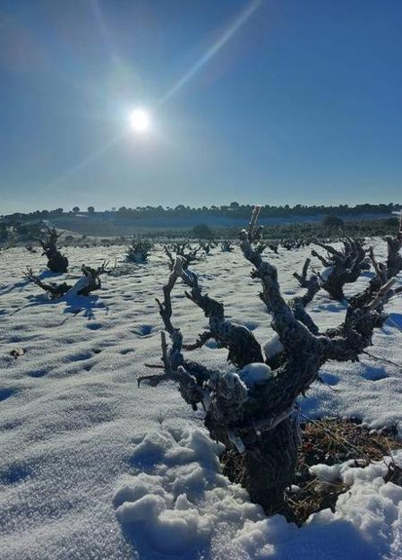 Viñedo nevado de Dominio del Bendito.