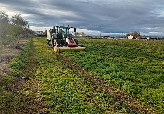 Siega de vezas, sembradas después de ensilar maíz,