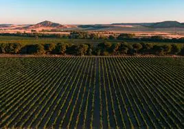 Viñedos de Bodegas Vizar.