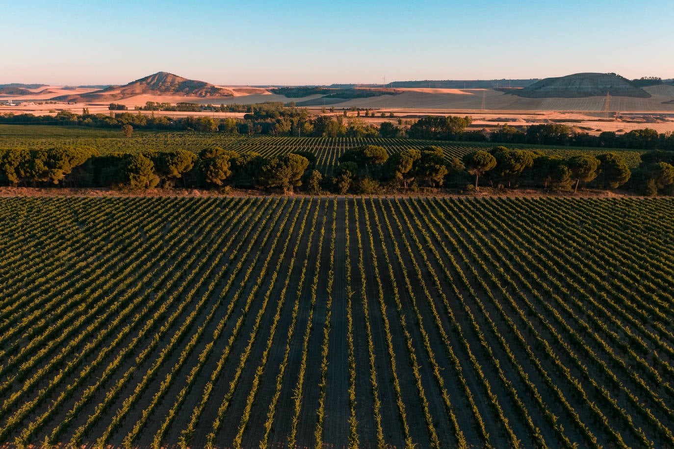 Viñedos de Bodegas Vizar.
