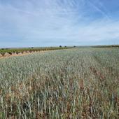 Esta es la factura que dejan en Castilla y León los fenómenos naturales