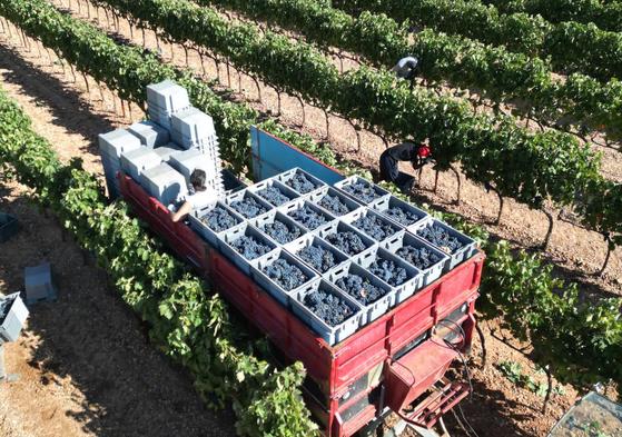La pasada vendimia en Ribera del Duero.