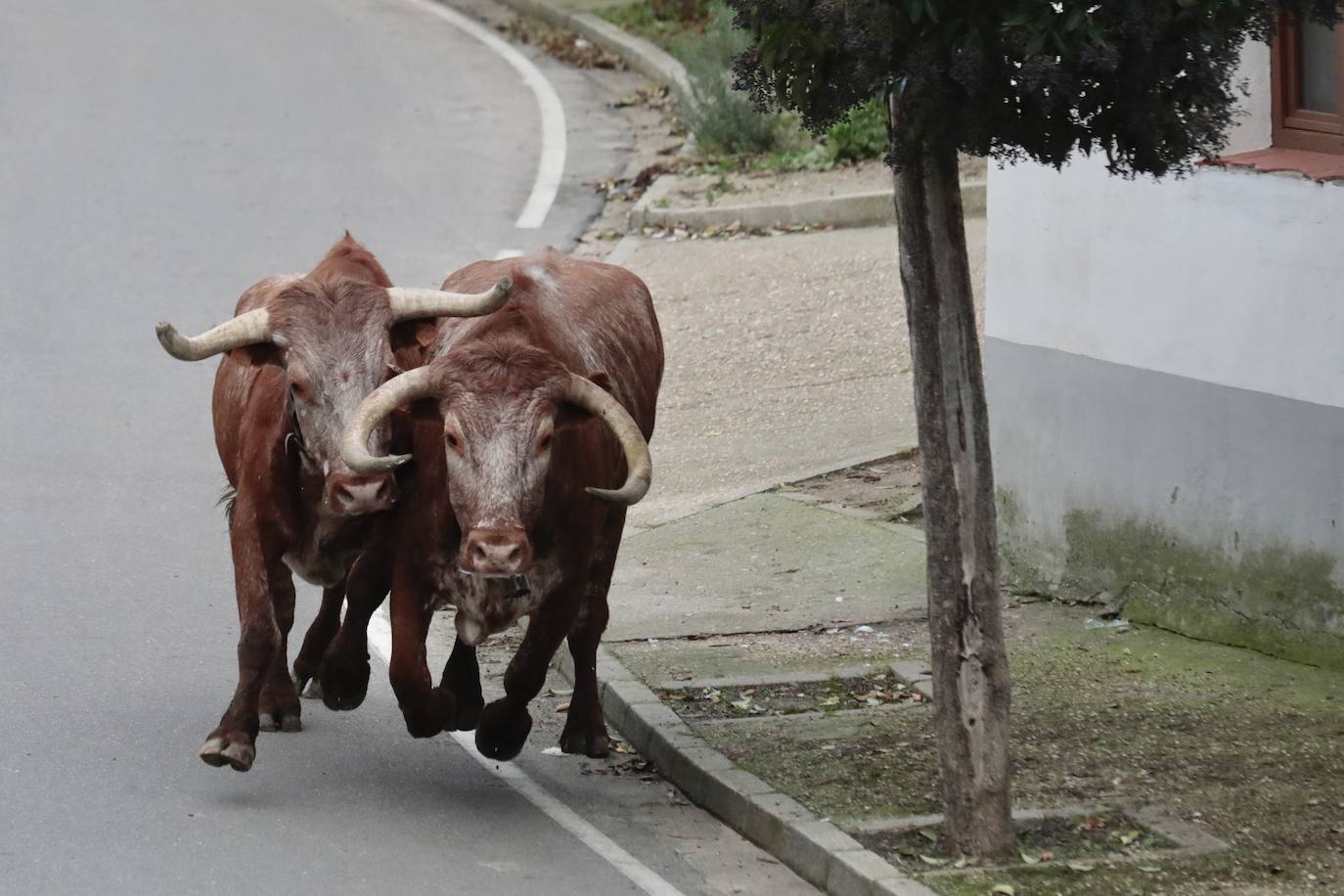 Las imágenes del encierro en Pollos