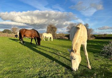 El tiempo esta semana: temperaturas suaves que mantienen el campo verde