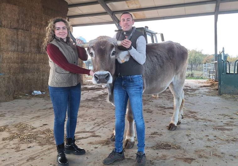 Alicia y Carlos del Amo García, junto a un buey pardo alpino de su cabaña ganadera.