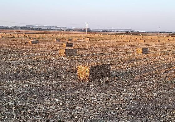 La paja, todavía en el campo.