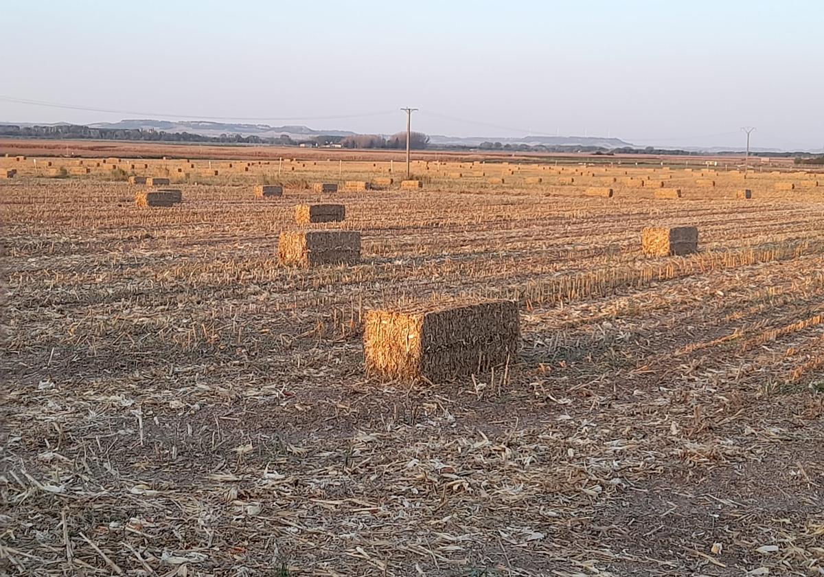 La paja, todavía en el campo.