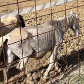Denuncian maltrato animal en una explotación ganadera, con un caballo muerto y otros desnutridos