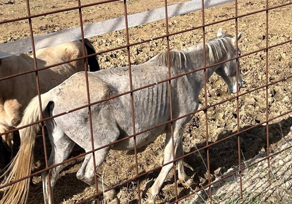 Imagen de uno de los caballos aportada por Pacma.