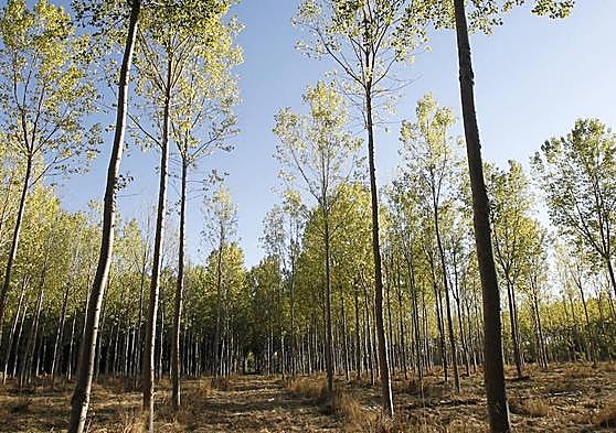 Plantación de chopos.