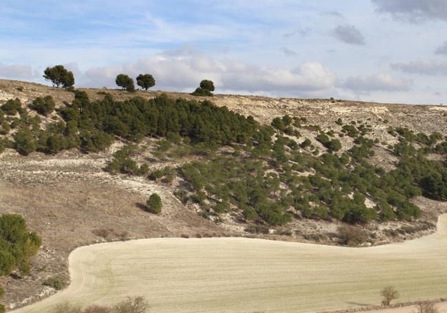 Paraje del Cerrato palentino.