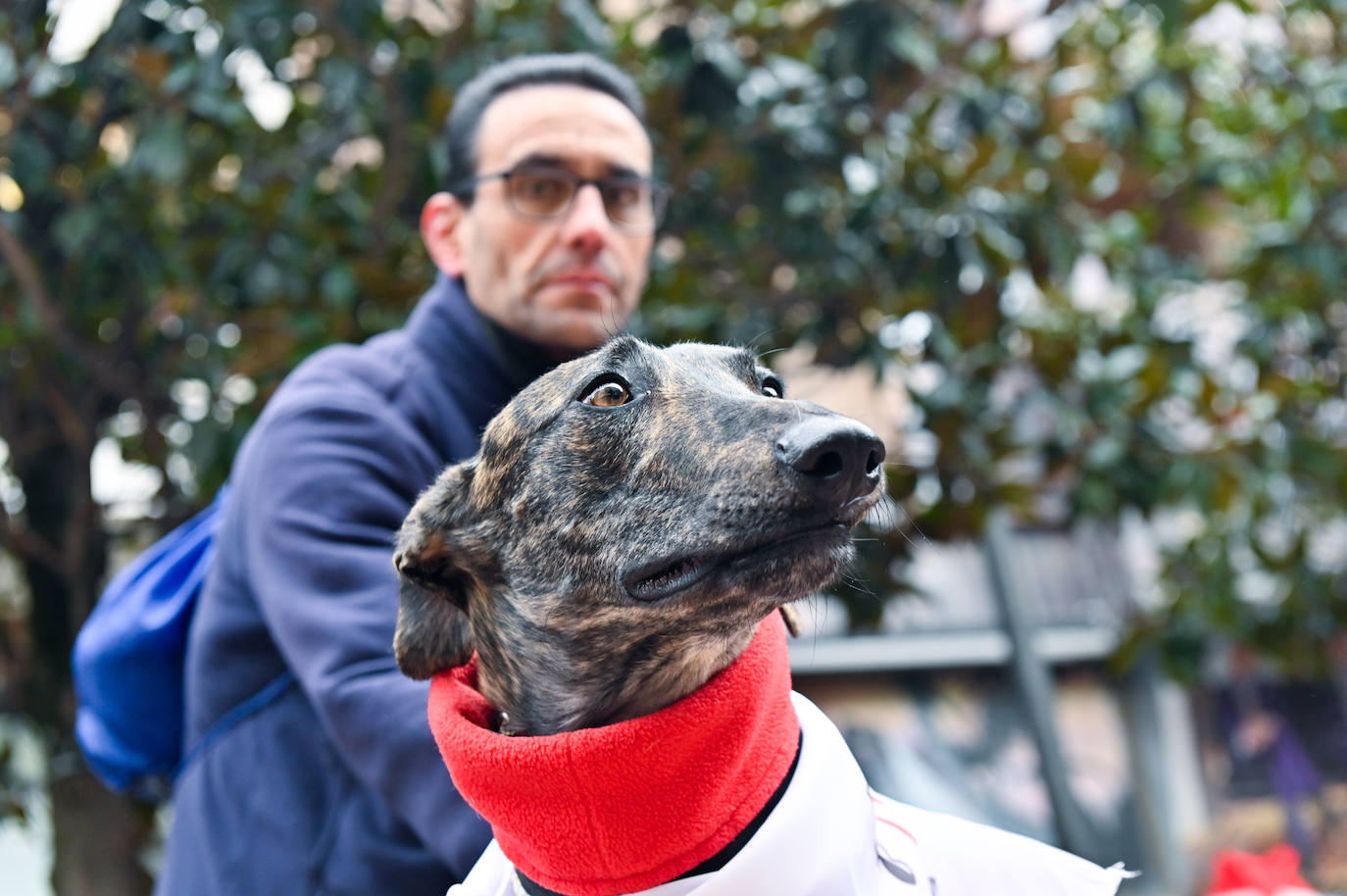 El mercadillo navideño Animalid, en imágenes