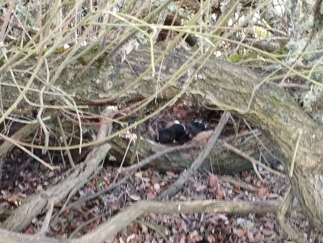 La mastina y sus ocho cachorros de Aguilar de Campoo