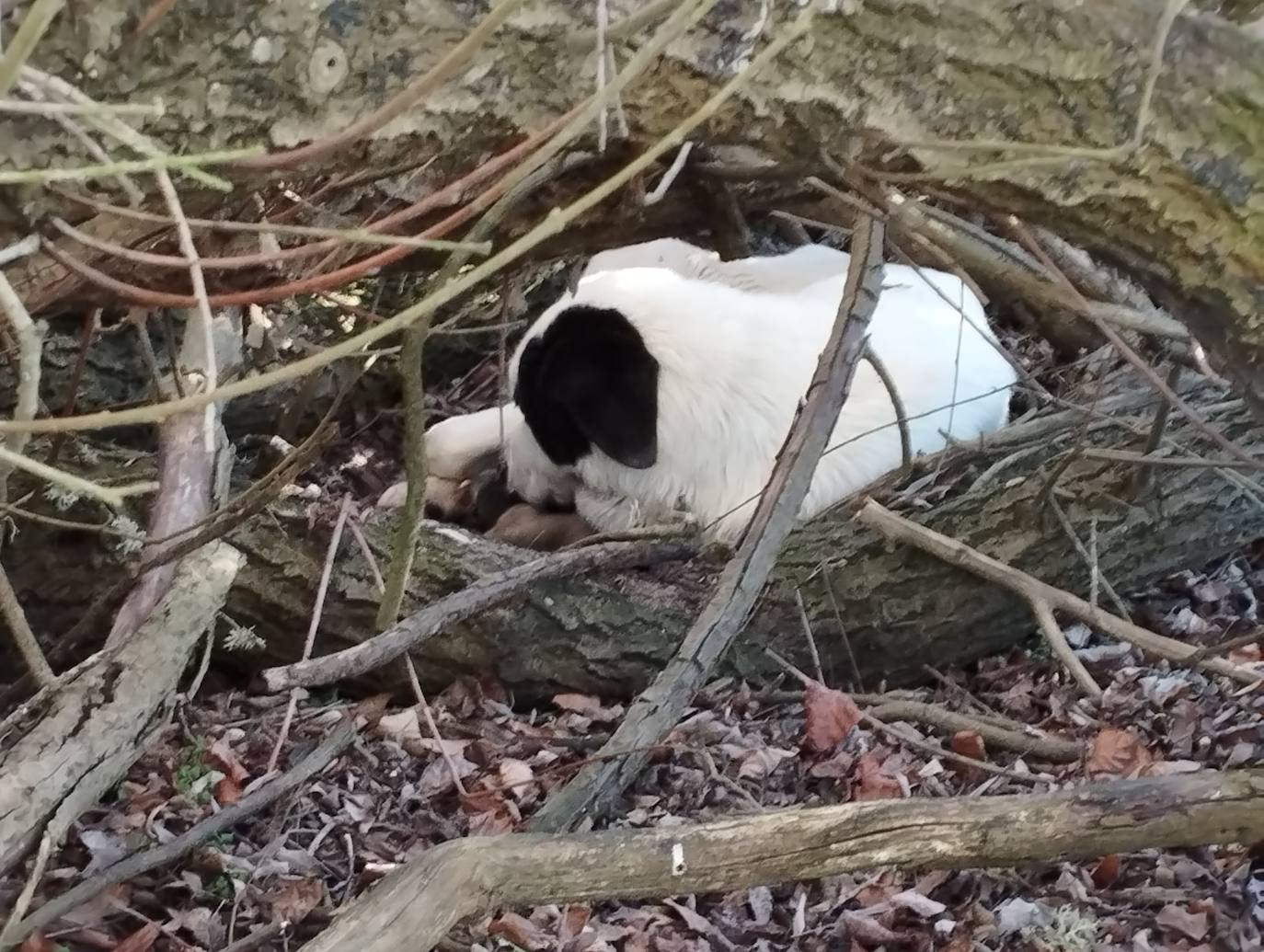 La mastina y sus ocho cachorros de Aguilar de Campoo