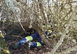 La mastina y sus ocho cachorros de Aguilar de Campoo