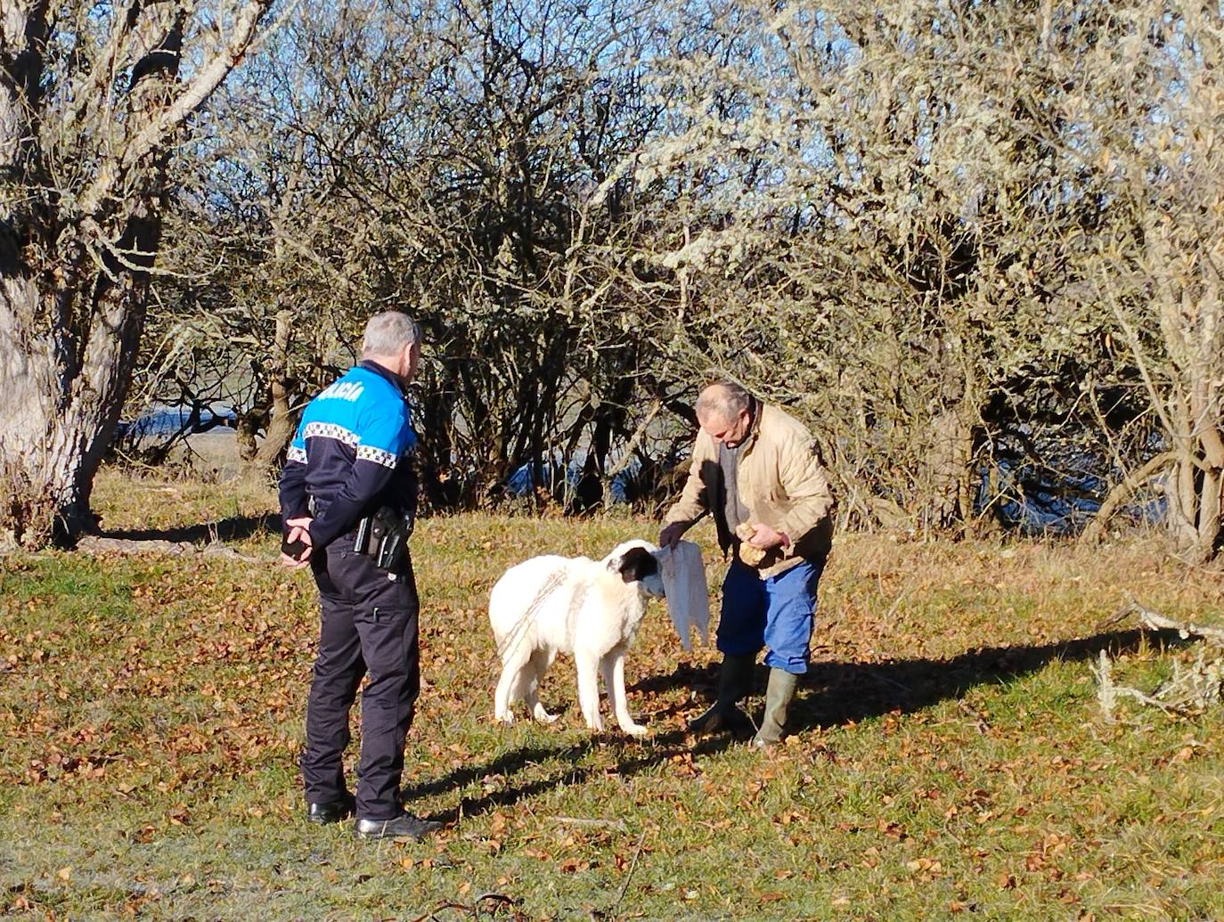 La mastina y sus ocho cachorros de Aguilar de Campoo