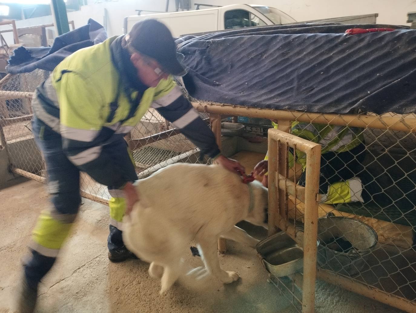 La mastina y sus ocho cachorros de Aguilar de Campoo