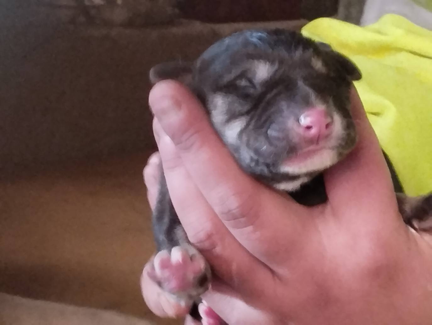 La mastina y sus ocho cachorros de Aguilar de Campoo