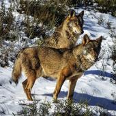 Bruselas plantea rebajar la protección del lobo de «estrictamente protegido» a «protegido»