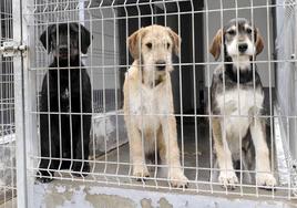 Tres perros en el depósito canino de Valladolid.