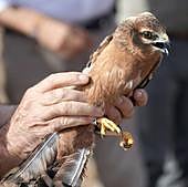 Salvar al aguilucho cenizo o cómo librar a 400 pollos de las cosechadoras
