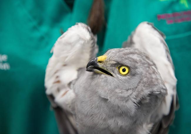 Ejemplar de aguilucho cenizo en el Centro de Recuperación de Aves del Albillos (Burgos).