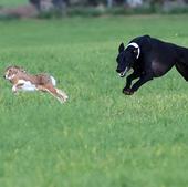 Castilla y León ya tiene sus cuatro galgos para la final del campeonato nacional