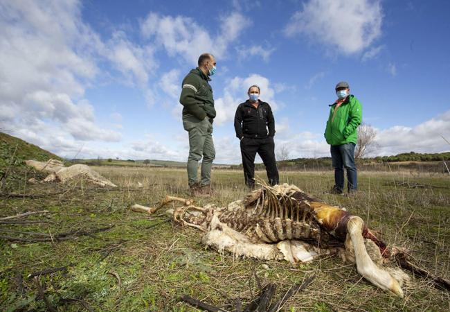 Restos de ovejas atacadas por lobos en la provincia de Zamora, en Peleagonzalo.