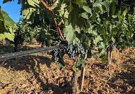 Riego por goteo en una parcela de Ribera del Duero.