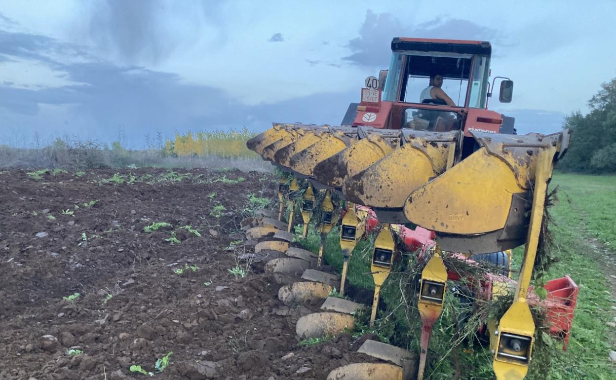 Preparación de la tierra para sembrar. 