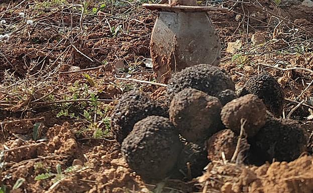 El sector de la trufa vive un auge en Segovia 