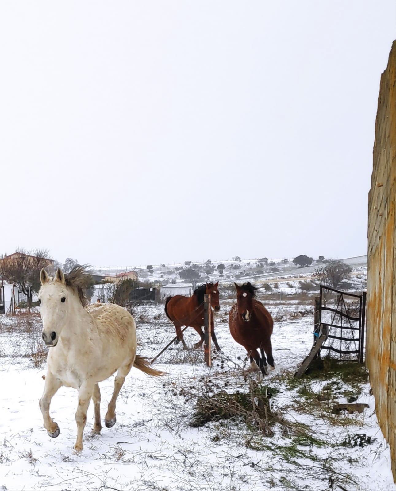 El frío tampoco hacía mella en los animales. En la imagen aparecen tres caballos al galope en San Román de Hornija.