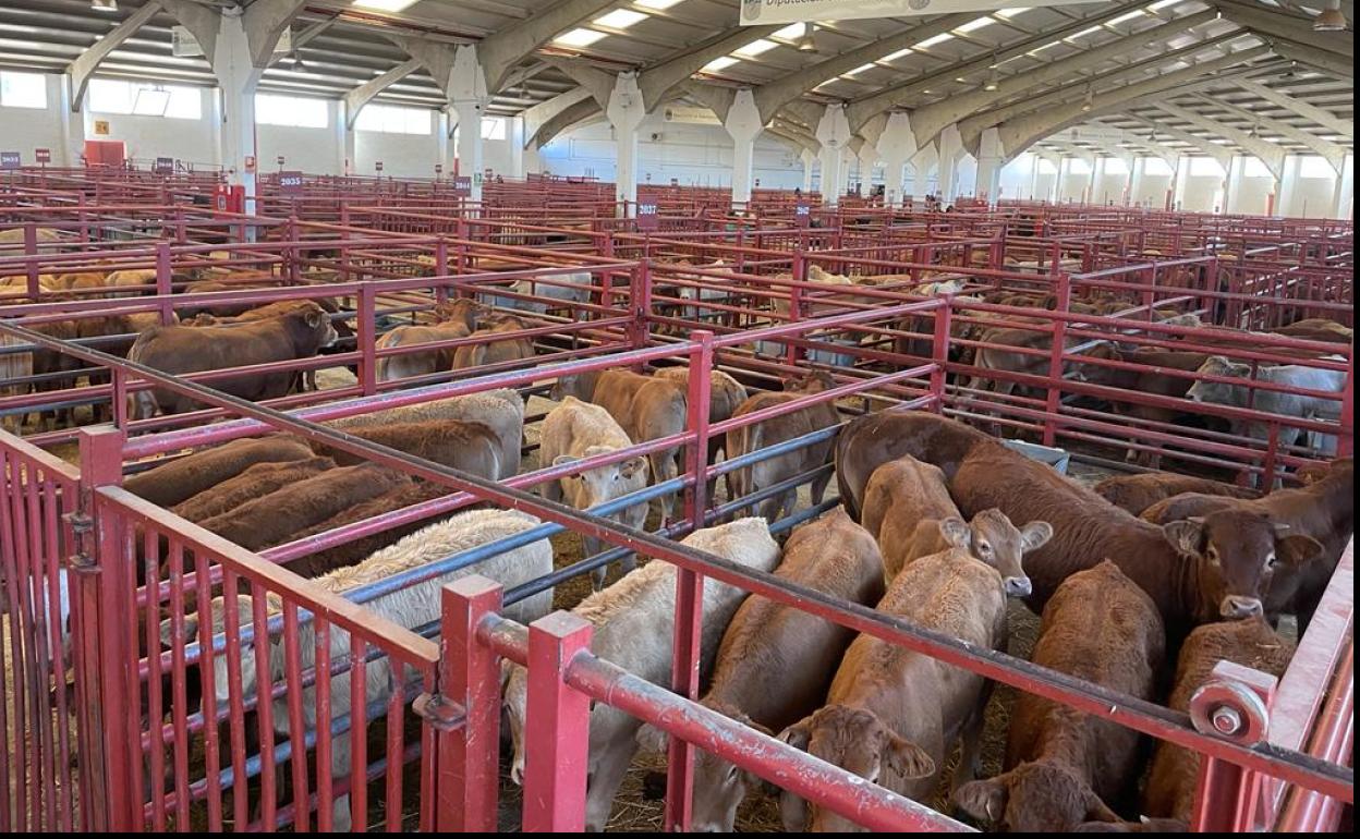 Naves del mercado de ganados de Salamanca. 