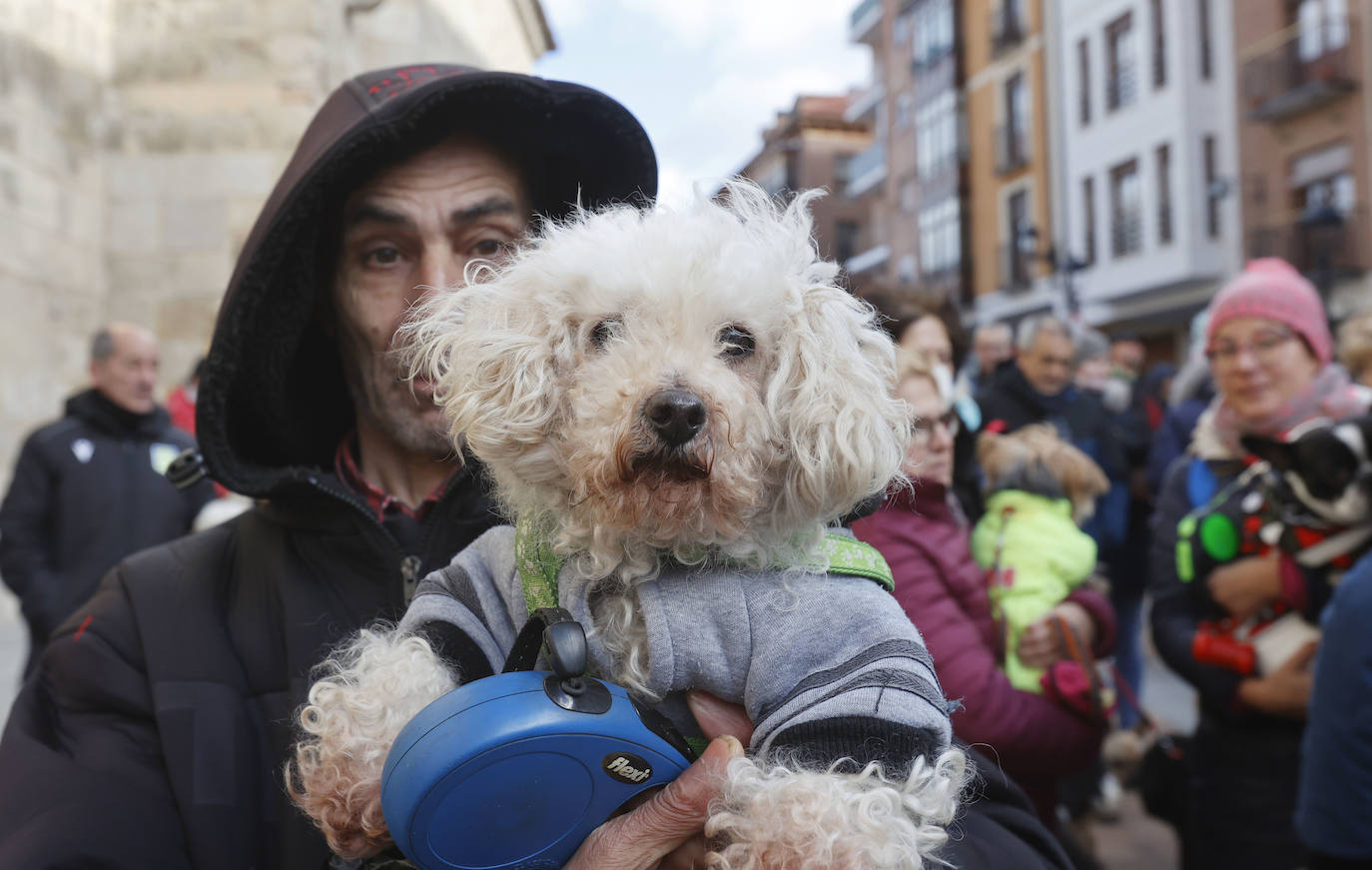 Fotos: Bendición de animales en Palencia