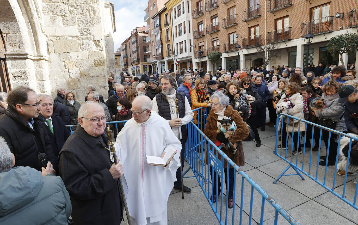 Fotos: Bendición de animales en Palencia