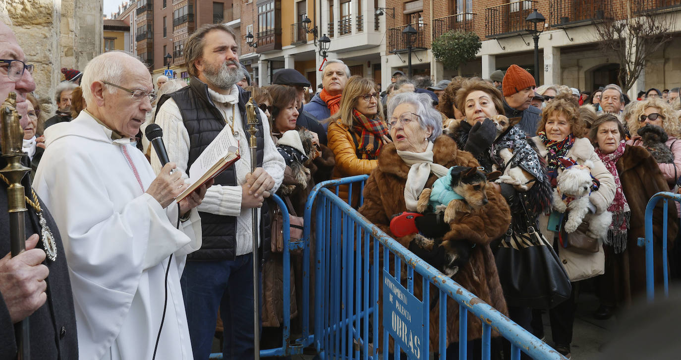 Fotos: Bendición de animales en Palencia