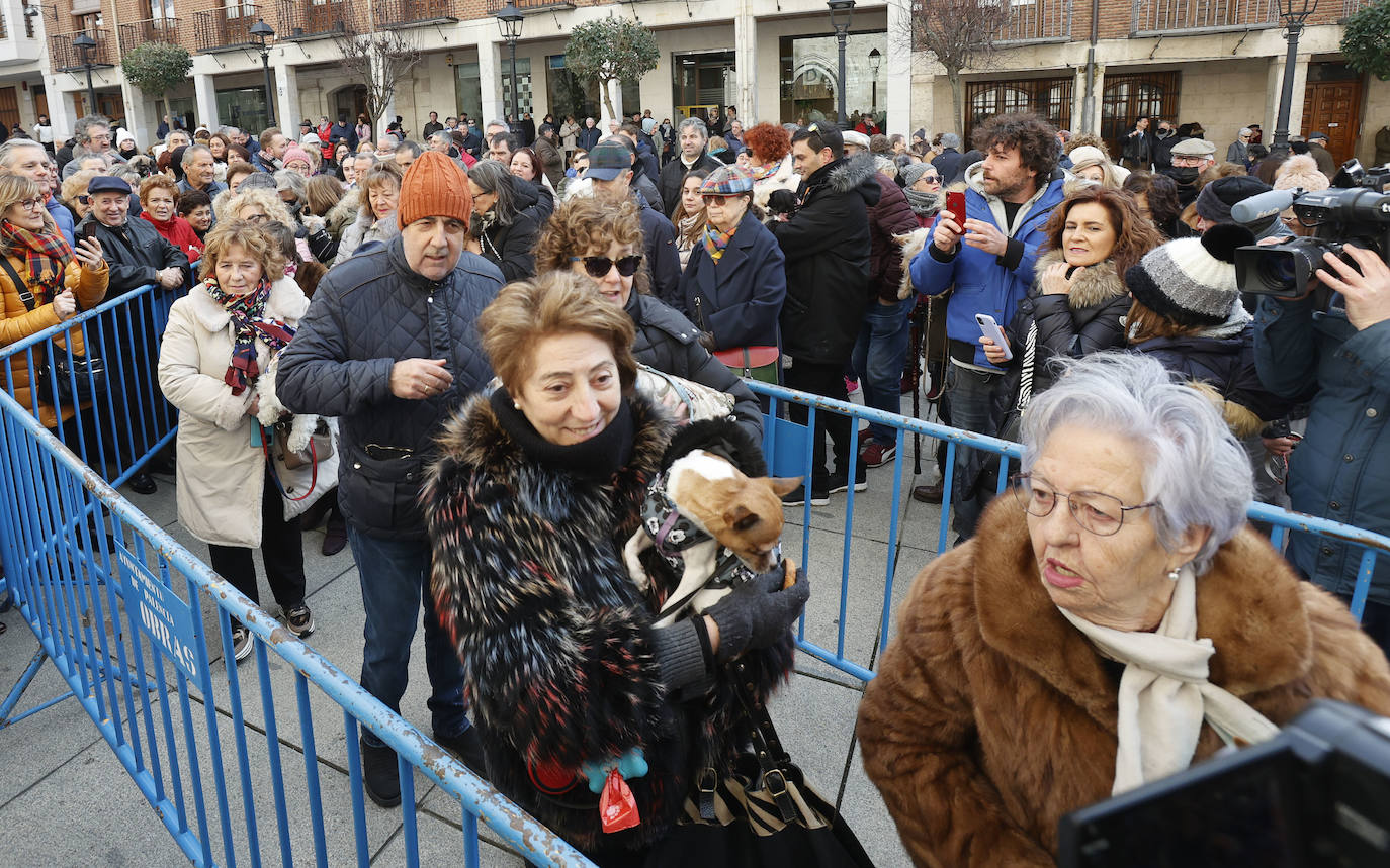 Fotos: Bendición de animales en Palencia