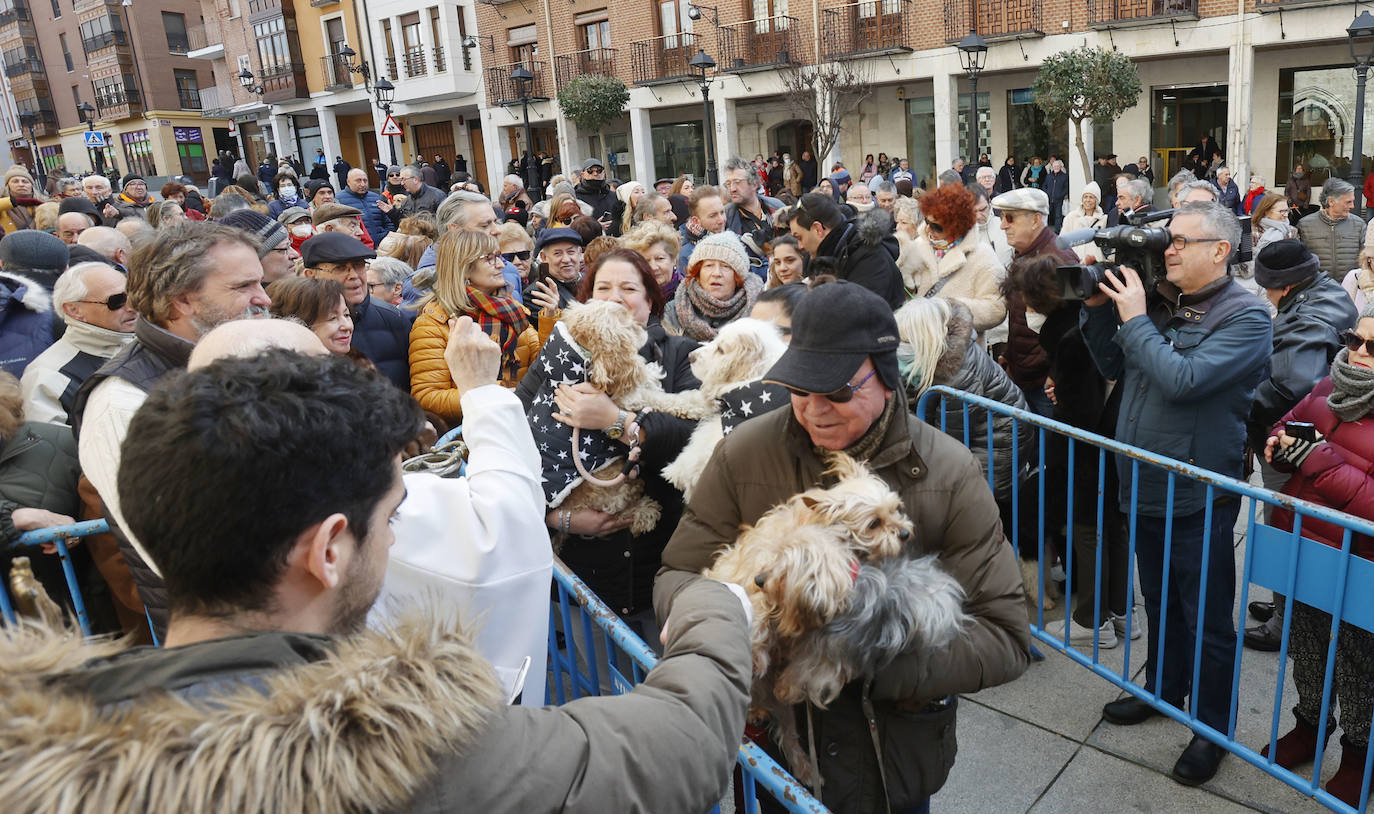 Fotos: Bendición de animales en Palencia