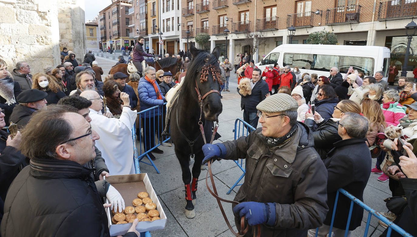 Fotos: Bendición de animales en Palencia