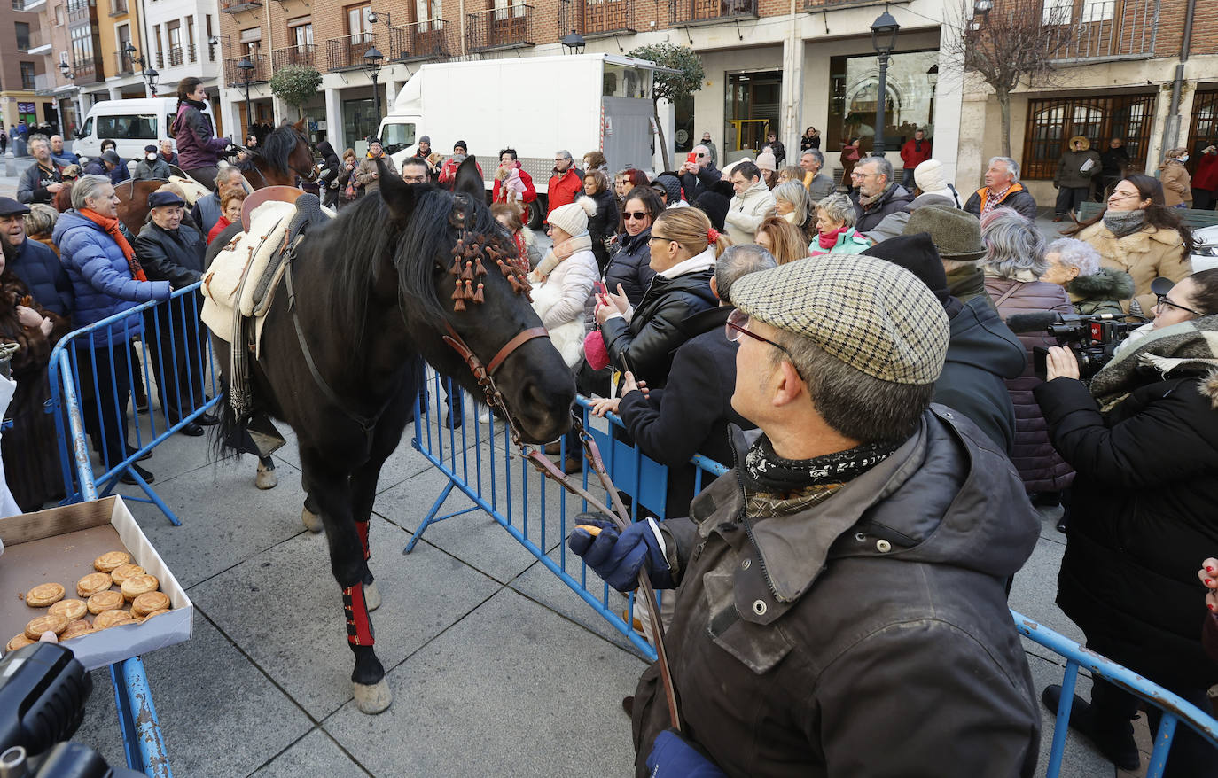 Fotos: Bendición de animales en Palencia