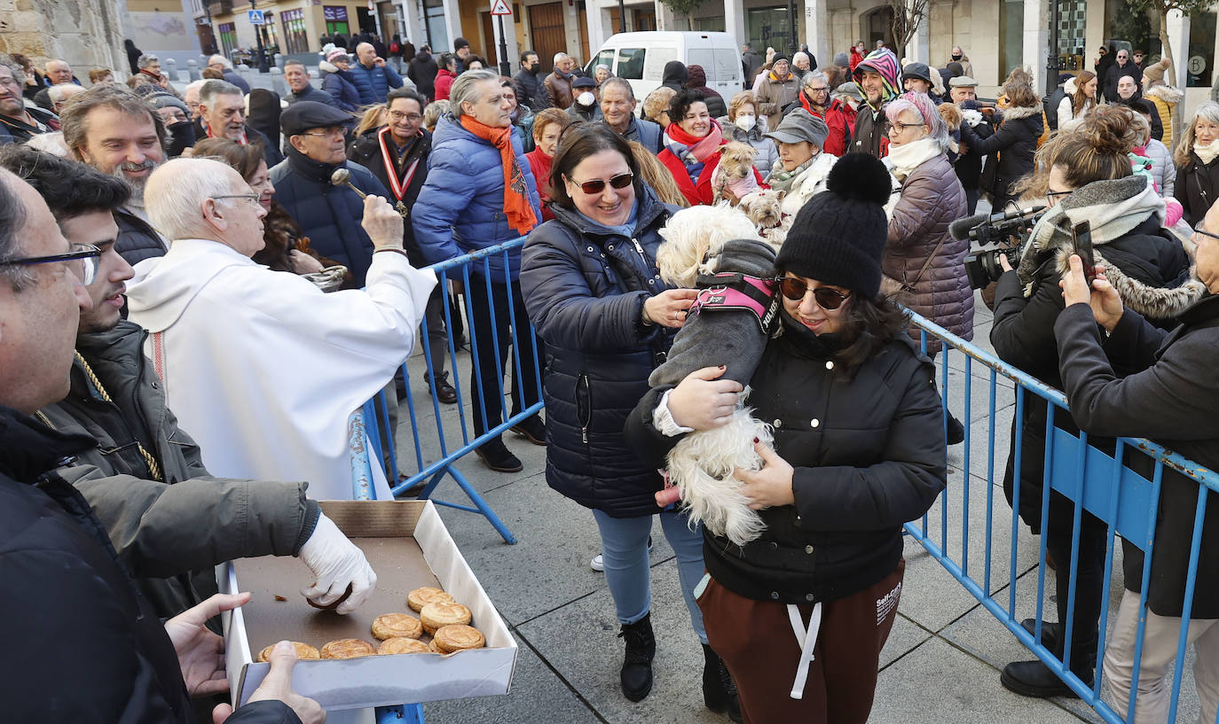 Fotos: Bendición de animales en Palencia