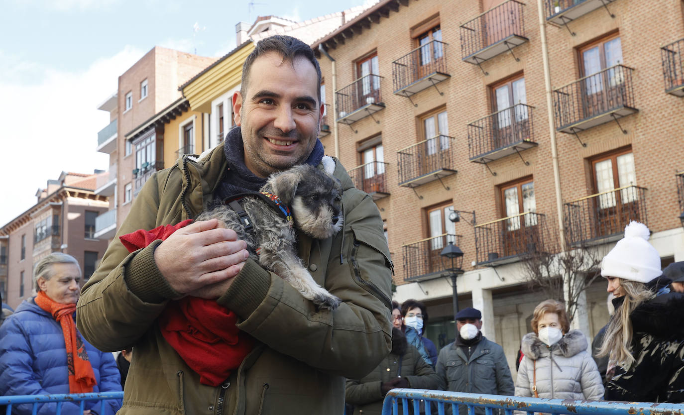 Fotos: Bendición de animales en Palencia